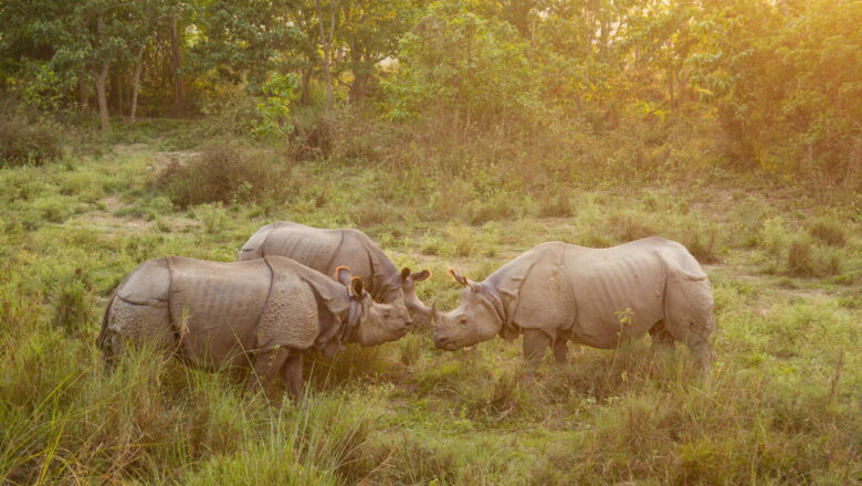 जलवायु परिवर्तनको असर, गैँडाको अस्तित्व खतरामा